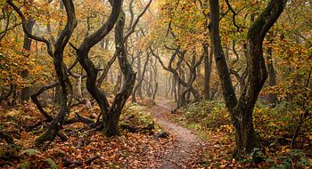 La forêt de Speulders