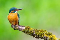 Eisvogel auf seinem Ansitz