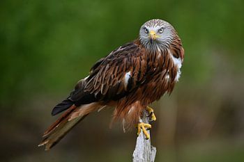 Rotmilan auf Baumstumpf