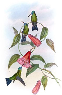 Groene en blauwe saffier, John Gould van Hummingbirds