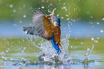 Eisvogel - Eisvogel taucht mit einem gerade gefangenen Fisch aus dem Wasser auf von Eisvogel.land - Corné van Oosterhout