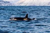 Orka/Orca van Merijn Loch thumbnail