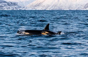 Orca by Merijn Loch