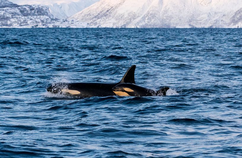 Orka/Orca van Merijn Loch