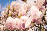 Magnolia von Ettie van der Meulen-Vermaning Miniaturansicht