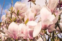 Magnolia