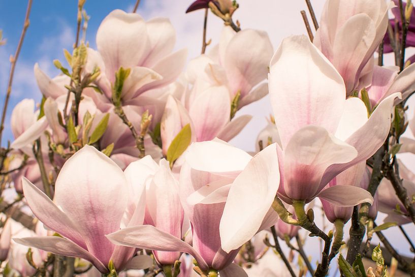 Magnolia von Ettie van der Meulen-Vermaning