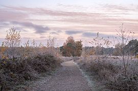 Hatertse und Overasseltse Niedermoore Teil 21 von Tania Perneel