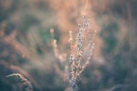 Heteren part 35 by Tania Perneel