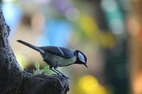 Great tit on tree in backyard