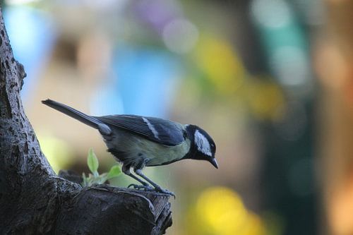 Great tit on tree in backyard