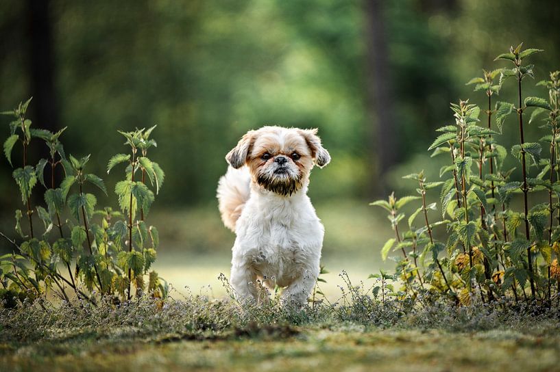 Wagging shih tzu among the nettles, in the Kloosterbos in Wachtebeke by Elisabeth Vandepapeliere