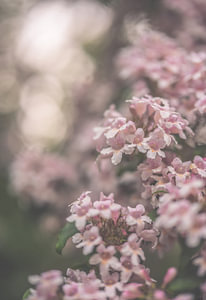 Blumen Teil 134