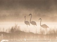 Flamingo´s in de mist met tegenlicht.