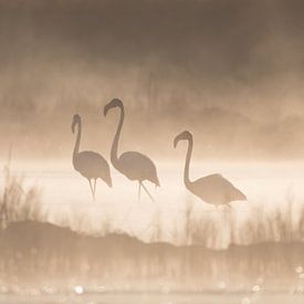 Flamants roses dans le brouillard avec rétro-éclairage. sur Bert Snijder