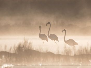 Flamingo´s in de mist met tegenlicht.
