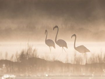 Flamingos im Nebel mit Hintergrundbeleuchtung. von Bert Snijder