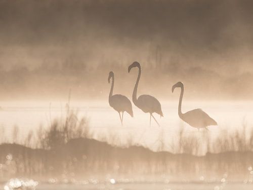 Flamingos in the fog with backlight.