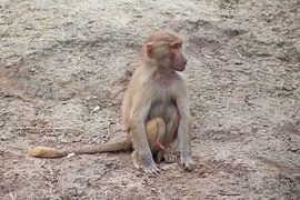 jong aapje von marijke servaes