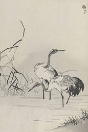 Kōno Bairei - Zwei Mandschurenkraniche im Schilf (1881) von Peter Balan