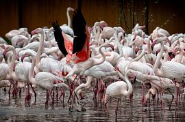 more than 400 flamingo's by Bas Quaedvlieg