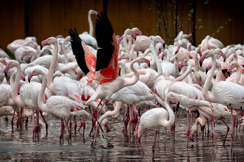 mehr als 400 Flamingo&#039;s von Bas Quaedvlieg