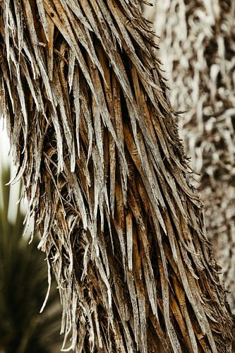 Joshua Tree National Park