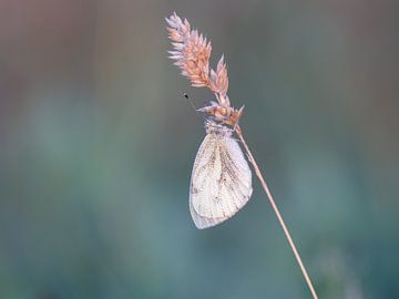 Veined White in the morning dew by Karin Bijpost
