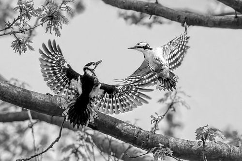 Dans van de Grote Bonte Spechten foto print zwart-wit