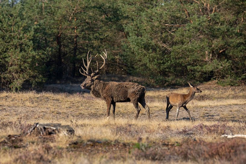 Red deer on the Hoge Veluwe, rutting season by Gert Hilbink