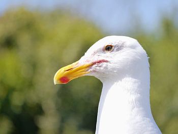 I'm fly, like a seagull.