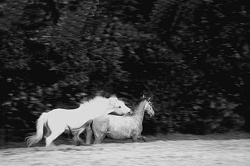 CAMARGUE - CHEVAUX 4