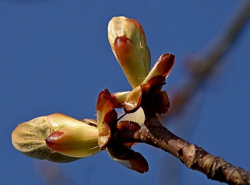 Magnolia van Bram Tromp