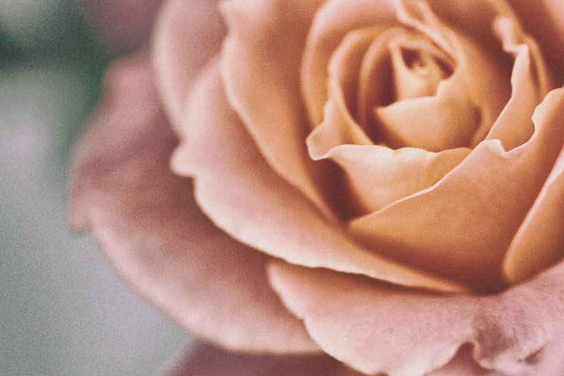 Rose by Judith Marie