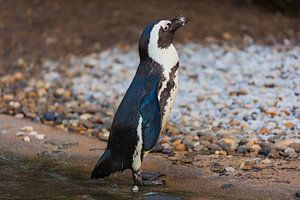 Pinguin geniet van de zon van Tim Abeln