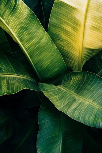 Groene bladeren