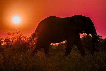 Eléphant au coucher du soleil, Afrique du Sud