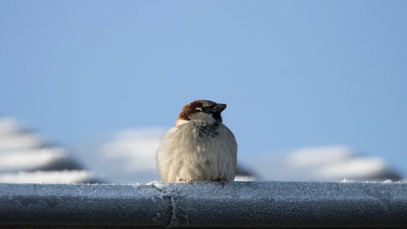 Wie ein Spatz im Rinnstein! von Ramon van der Schaaf