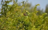 Oiseau chanteur
