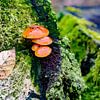 Vochtige herfst van Ivon Hamers