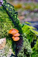 Vochtige herfst