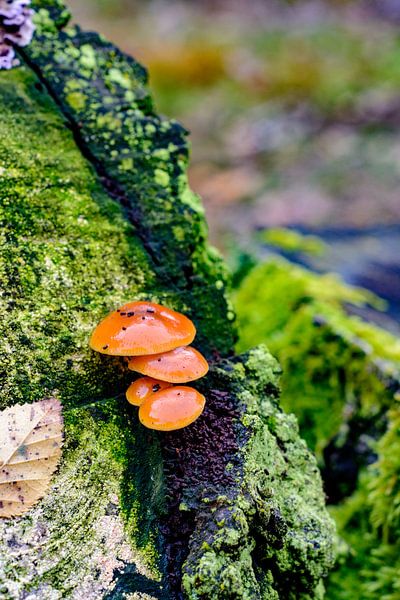 Vochtige herfst van Ivon Hamers