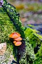 Vochtige herfst von Ivon Hamers Miniaturansicht