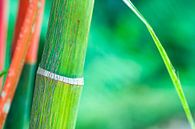 Groene bamboe met rode tinten van Wijnand Loven thumbnail