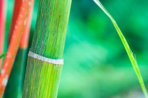 Groene bamboe met rode tinten sur Wijnand Loven
