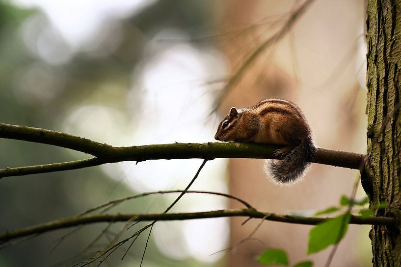 Animals - Nibble by Angelique Brunas