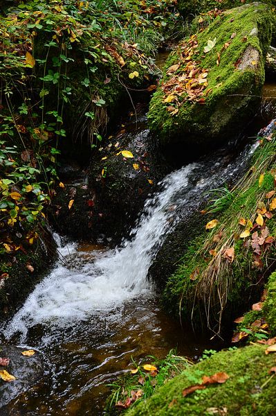 Mountain stream black forest 2.9 by Ingo Laue
