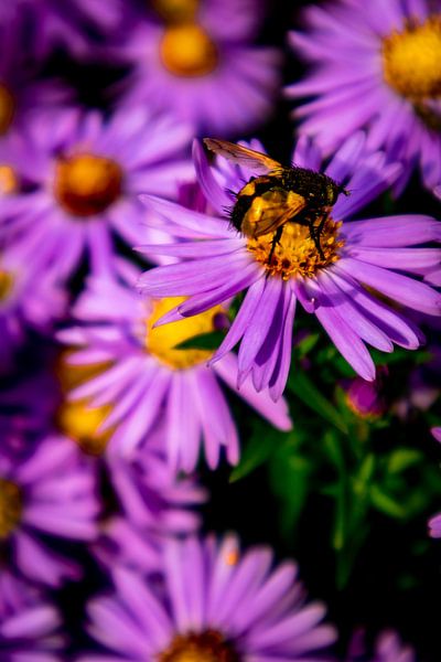 Wunderschöne Blütenpracht im heimischen Garten von Oliver Hlavaty