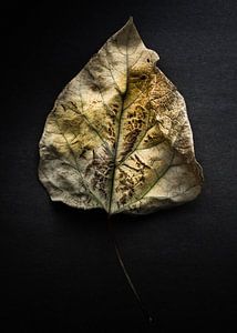 Leaves No 1 Color Version