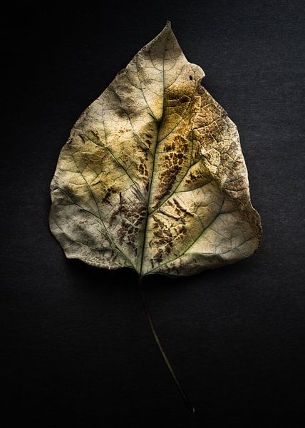 Leaves No 1 Color Version par The Learning Curve Photography